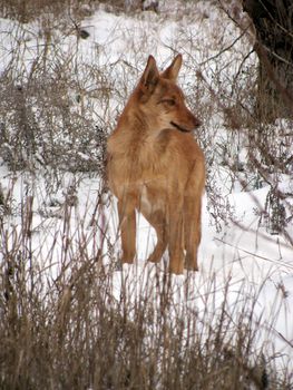 wild dog in forest at winter