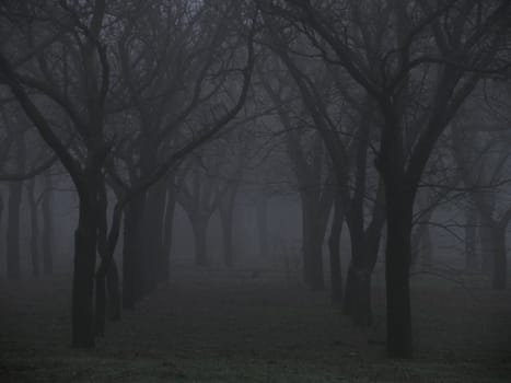 foggy park at autumn