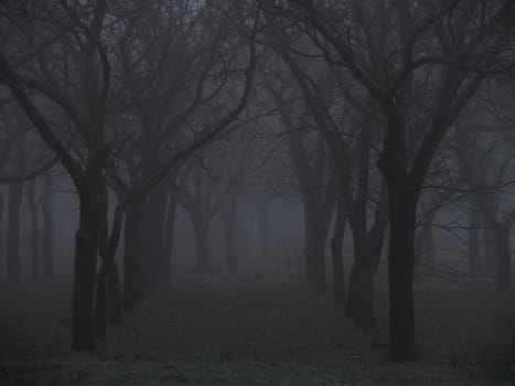 foggy park at autumn