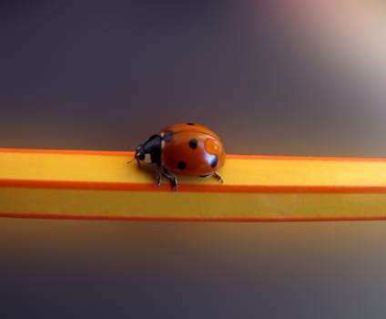 ladybird on pencil