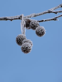frozen platan seeds over blue sky