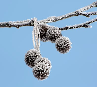 hoarfrost on platan tree seeds