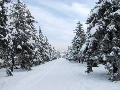 pine trees avenue at winter