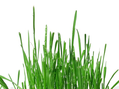 green blades over white