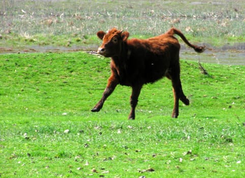 bull-calf on meadow