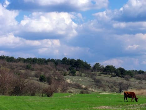 landscape with cow on meadow