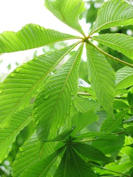 chestnut leaves under rain