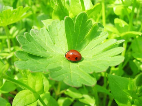 ladybird on green leaf