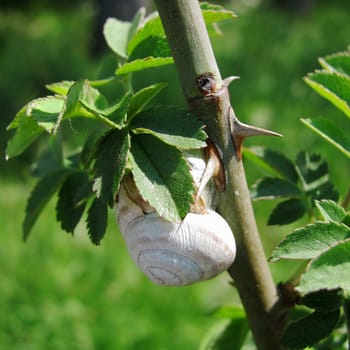 snail on dog-rose