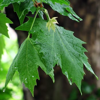 wet platan tree leaves under rain