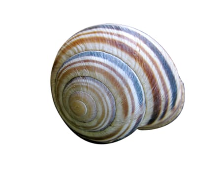 shell of snail over white