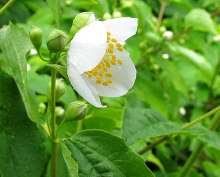 jasmine blossom at rain