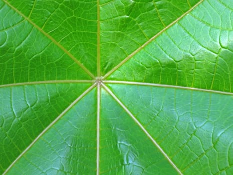 green leaf texture