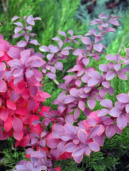 purple plants in a garden