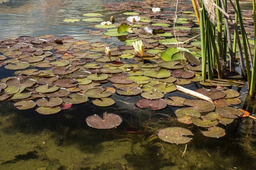 Water lily floating on a small man made pond in a park