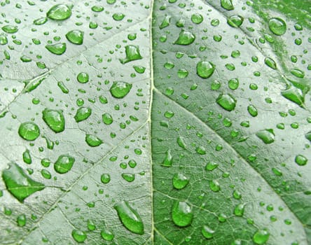 rain drops on green leaf