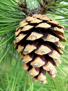 close up of cone