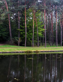 reflection of forest in lake