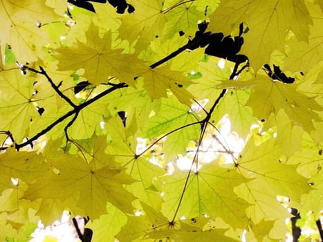 yellow maple tree leaves