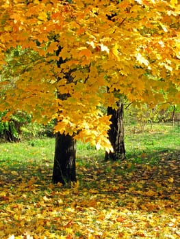 maple tree at autumn