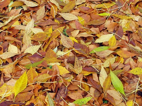 dry leaves on ground