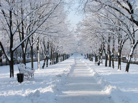 snowy avenue at winter day
