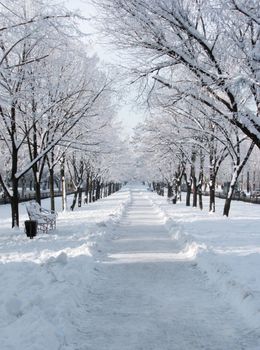 avenue in town at winter day