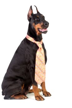 Grate doberman dog on white background wearing a tie