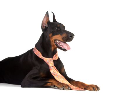 Grate doberman dog on white background wearing a tie