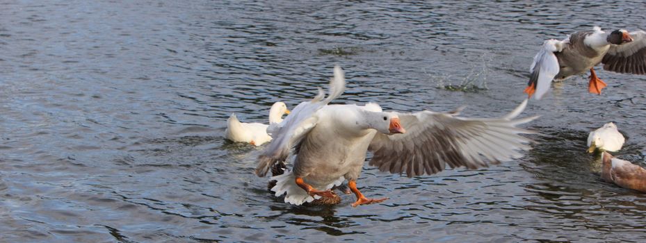 goose coming into land