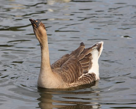 African goose