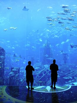 Large Aquarium - People Silhouette looking at the amazing fish 