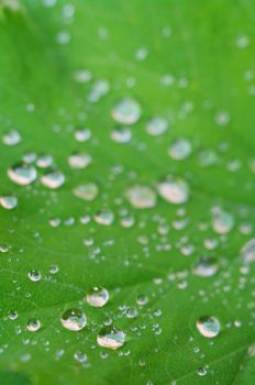 green leaves foliage at springtime outside in the nature