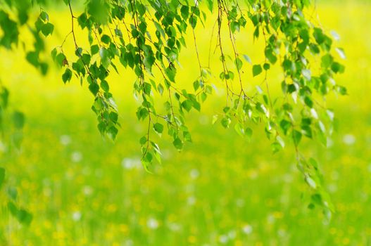 green leaves foliage at springtime outside in the nature