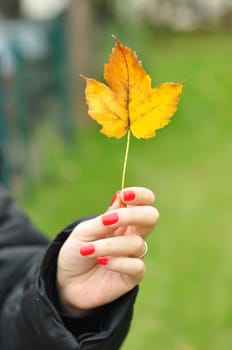 autumn yellow tree leaf in woman hand in nature