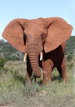 African elephant male with it's large ears spread out
