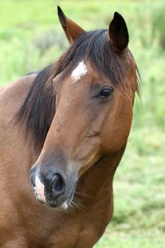 Portrait of an enquisitive brown horse with white patch on forehead