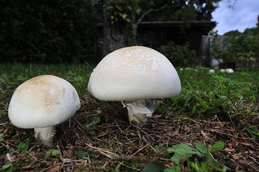 Closeup of two field mushrooms (Agaricus campestris) with more in the background, out of focus, to the right. Space for text on the dark background, top left