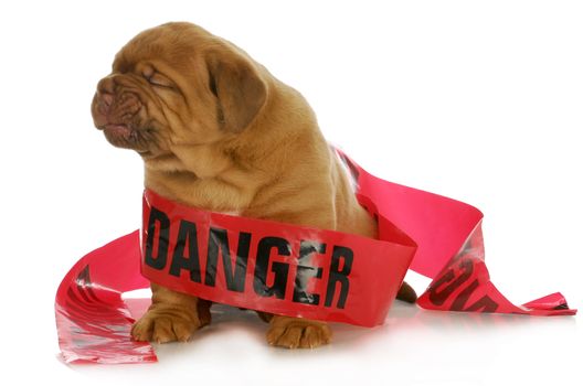 bad puppy - dogue de bordeaux puppy wrapped up in danger tape on white background - 4 weeks old