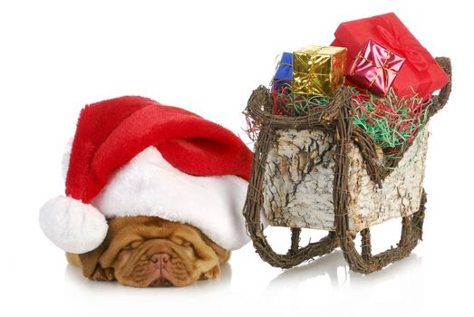 santa's sleigh - dogue de bordeaux puppy santa laying beside sleigh full of presents