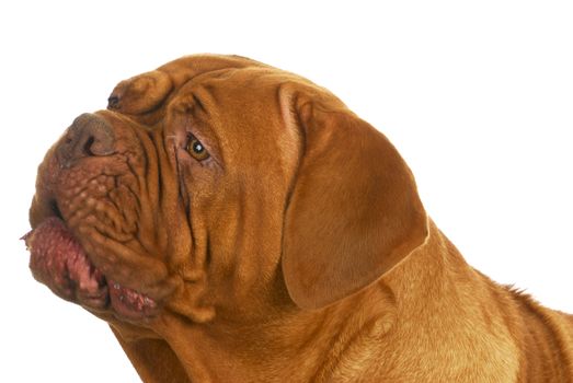 dogue de bordeaux head shot isolated on white background