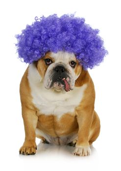 funny clown dog - english bulldog wearing purple clown wig on white background