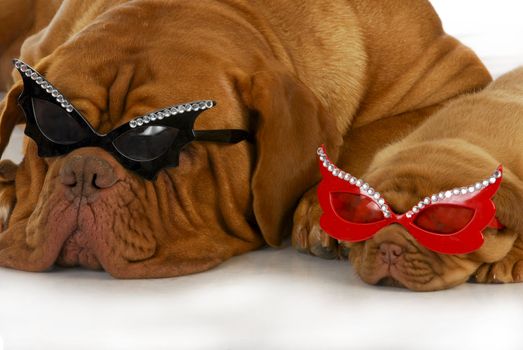 rock star dogs - dogue de bordeaux mother and puppy wearing matching glasses on white background
