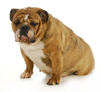 pregnant dog - english bulldog 6 weeks gestation (3 weeks to delivery)