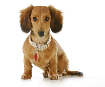 puppy wearing collar and dog tag - long haired dachshund sitting looking at viewer 