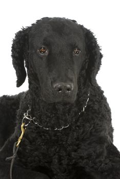 curly coated retriever portrait looking at viewer on white background