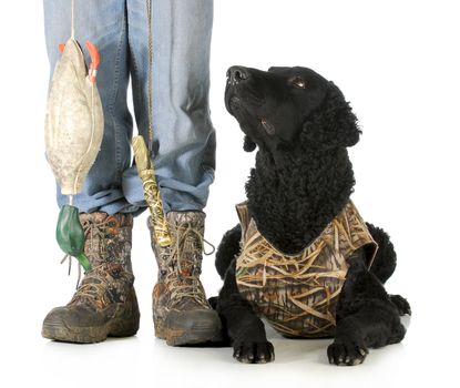 hunting dog - curly coated retriever beside hunter with deadfowl dummie on white background