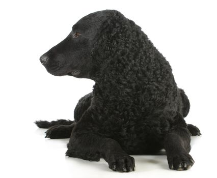 curly coated retriever laying down looking to the side on white background