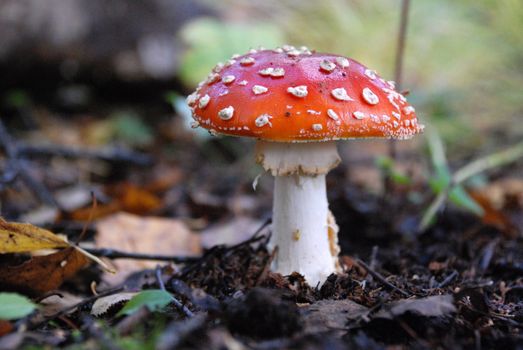 Red amanita mushroom in forest, Russian Federation