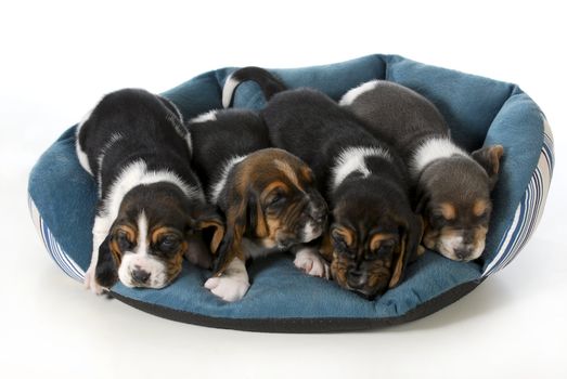 litter of puppies - four basset hound puppies in a dog bed - 3 weeks old 